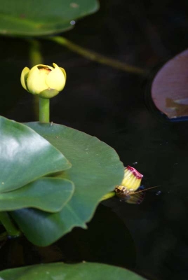 Everglades Safari Park_52