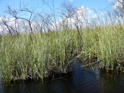 Everglades Safari Park_64