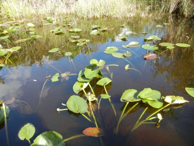 Everglades Safari Park_79