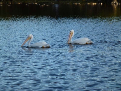 American White Pelican  Mrazek Pond_04