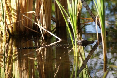 Pouratis Pond_09