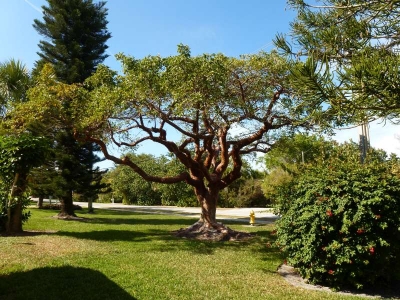 Sanibel Florida_18