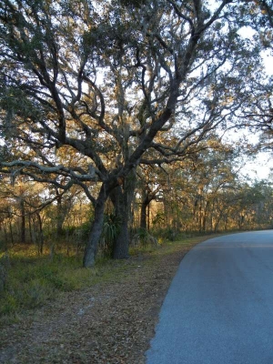 Bäume mit spanisch Moos Kissimmee