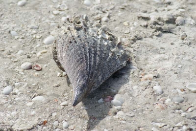 Muscheln Sanibel Florida