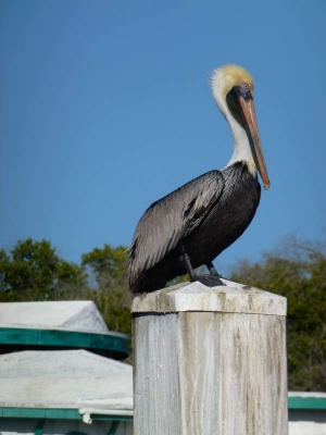Braunpelikan Everglades City_03