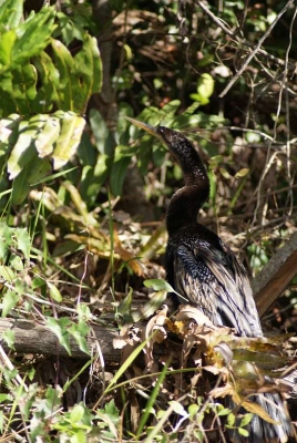 Braunpelikan Everglades Safari Park