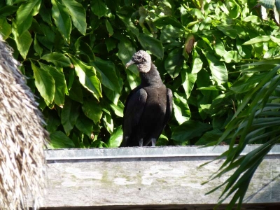Everglades Safari Park_34