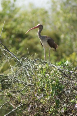 Ibis Shark Valley Visitor Center_02