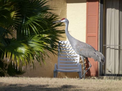 Sandhill Crane Holiday In Orange Lake Kissimmee