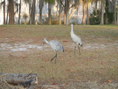 Sandhill Crane Kissimmee