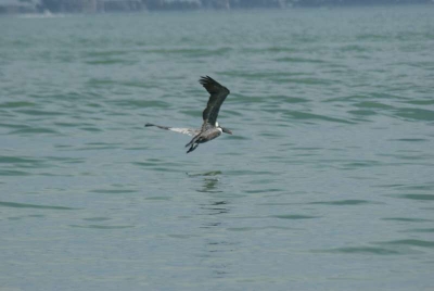 Sanibel Florida_32