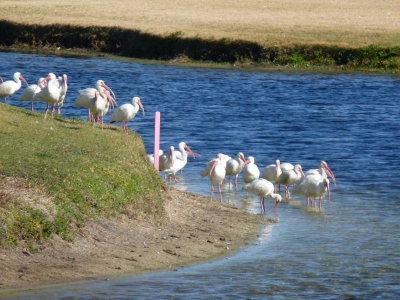American White Pelican  Holiday In Orange Lake Kissimmee_05