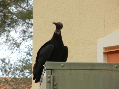 Rabengeier  Holiday In Orange Lake Kissimmee