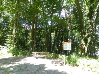 Waldstück Pichelsdorf 3117_05