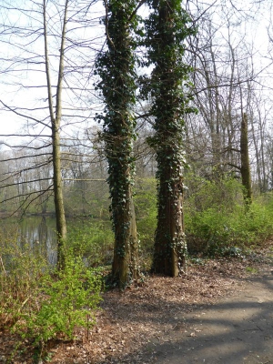 Steinbergsee Berlin Reinickendorf 1314_02