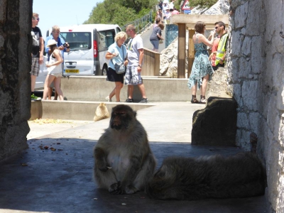Apes Den Gibraltar 2515_06