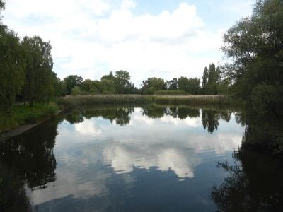 Seggeluchbecken Märkisches Viertel 3617