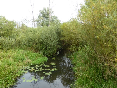 Tegler Fließ10.13_34
