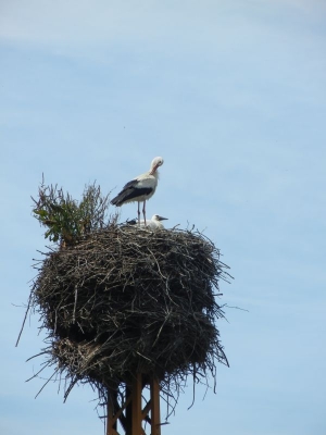 Storchennest in Linum_02