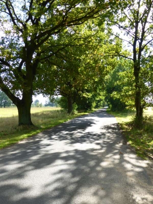 Radweg Meseberg-Großmutz10.13_02