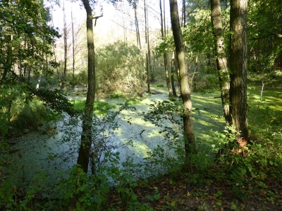 Radweg Löwenberg- Liebenberg10.13_18