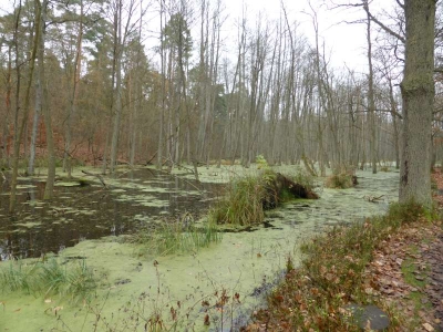 Naturlehrpfad Briesetal Birkenwerder11.13_27