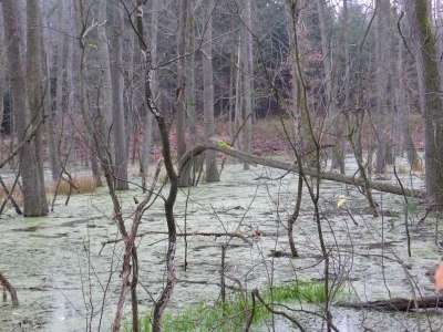 Naturlehrpfad Briesetal Birkenwerder11.13_54