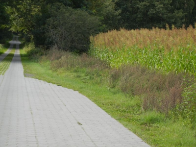 Radweg Neu Vehlefanz_02