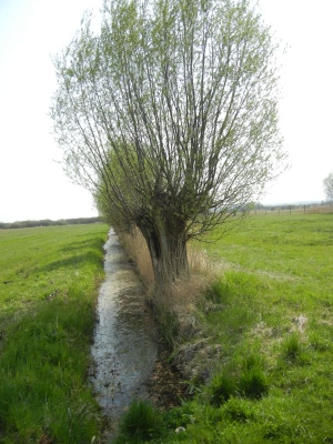 Radweg Stegelitz-Prenzlau_21