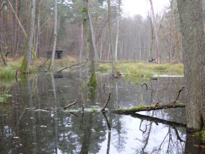 Naturlehrpfad Briesetal Birkenwerder11.13_39