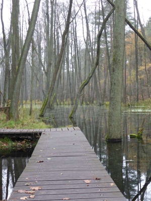 Naturlehrpfad Briesetal Birkenwerder11.13_40