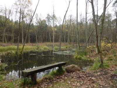 Naturlehrpfad Briesetal Birkenwerder11.13_50