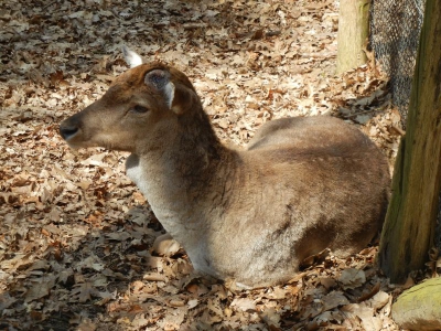 Damwild Tegler Forst Berlin_04