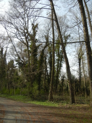 Radweg Havelufer Gatow Berlin_05