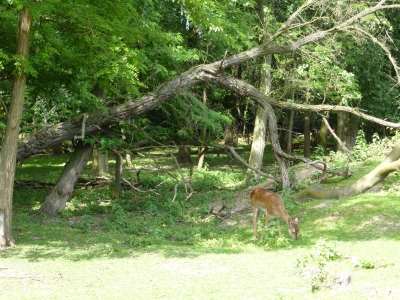 Wildgehege Botanischer Volkspark Blankenfelde Berlin22.14_06