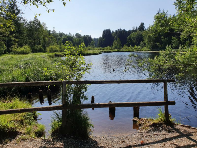 Waldsee Lindenberg 2821_10