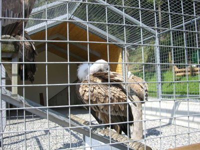 !Adlerwarte Pfänder Lochau_10