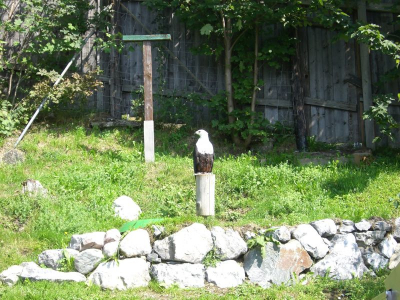 !Adlerwarte Pfänder Lochau_11