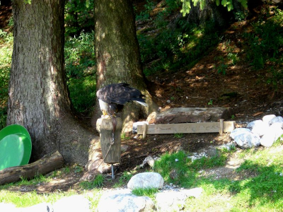 !Adlerwarte Pfänder Lochau_12