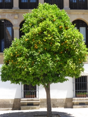 Altstadt Ronda Malaga Spanien 2515_27