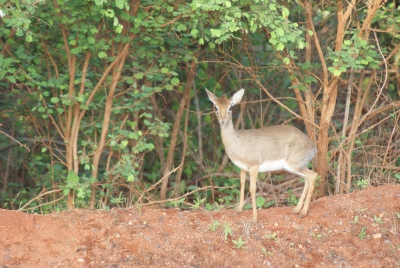 Impala Antilope O18