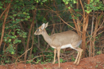 Impala Antilope O18_02