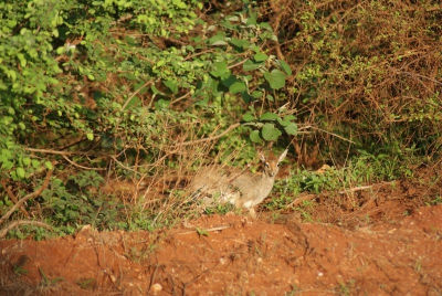 Impala Antilope O18_04