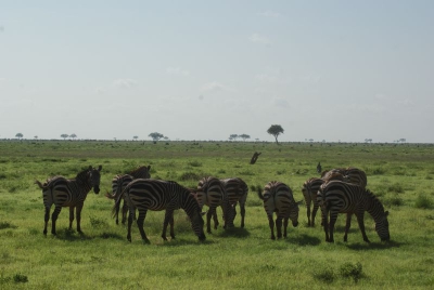 Zebras O18_02