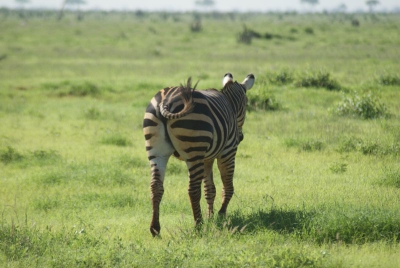 Zebras O18_03