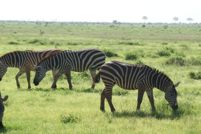 Zebras O18_05