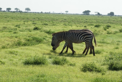 Zebras O18_06