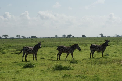 Zebras O18_08