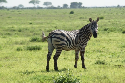 Zebras O18_09