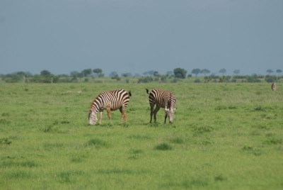 Zebras O18_11